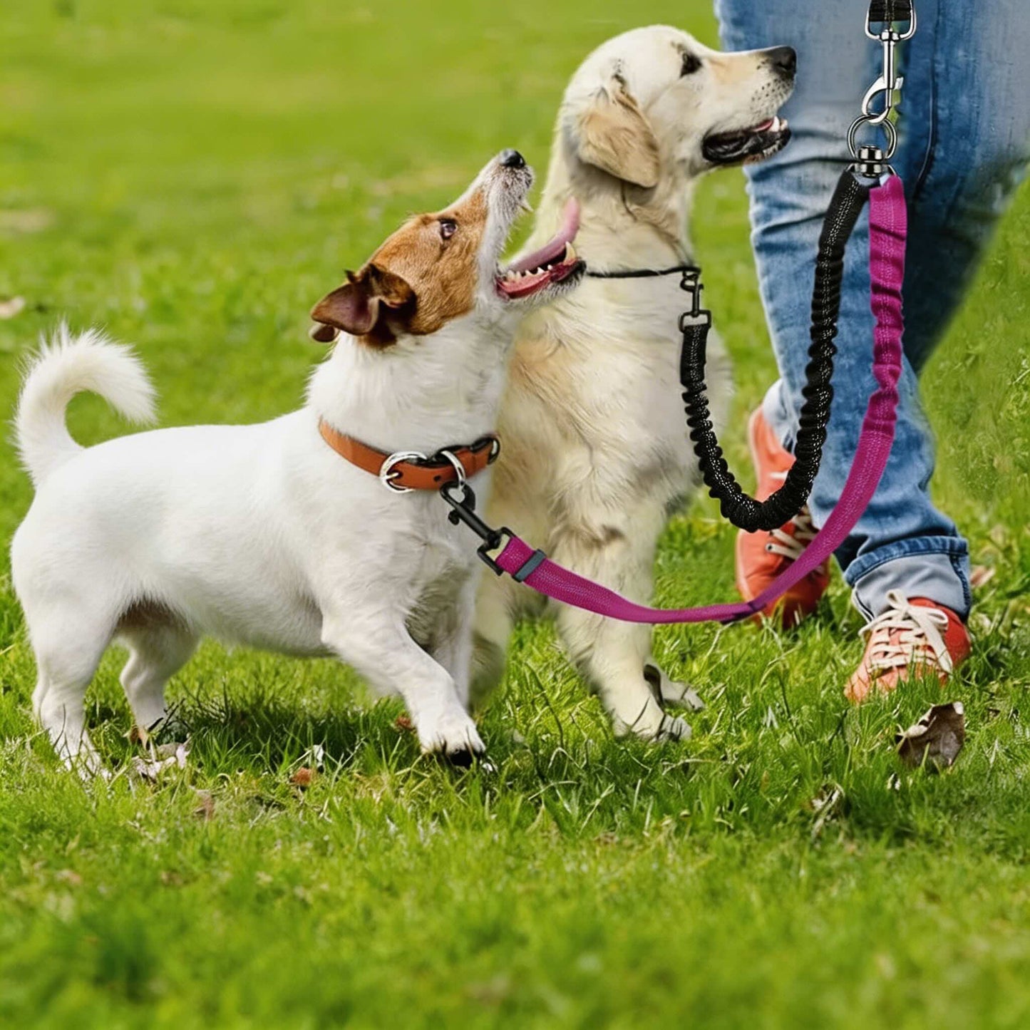 Adjustable Double Dog Leash Coupler Shock Absorbing Bungee
