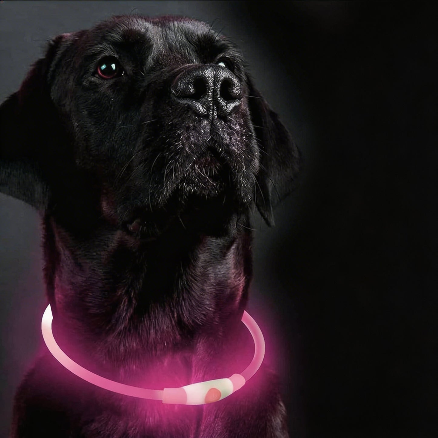 Adjustable LED Dog Collar Waterproof Rechargeable Night Safety Light