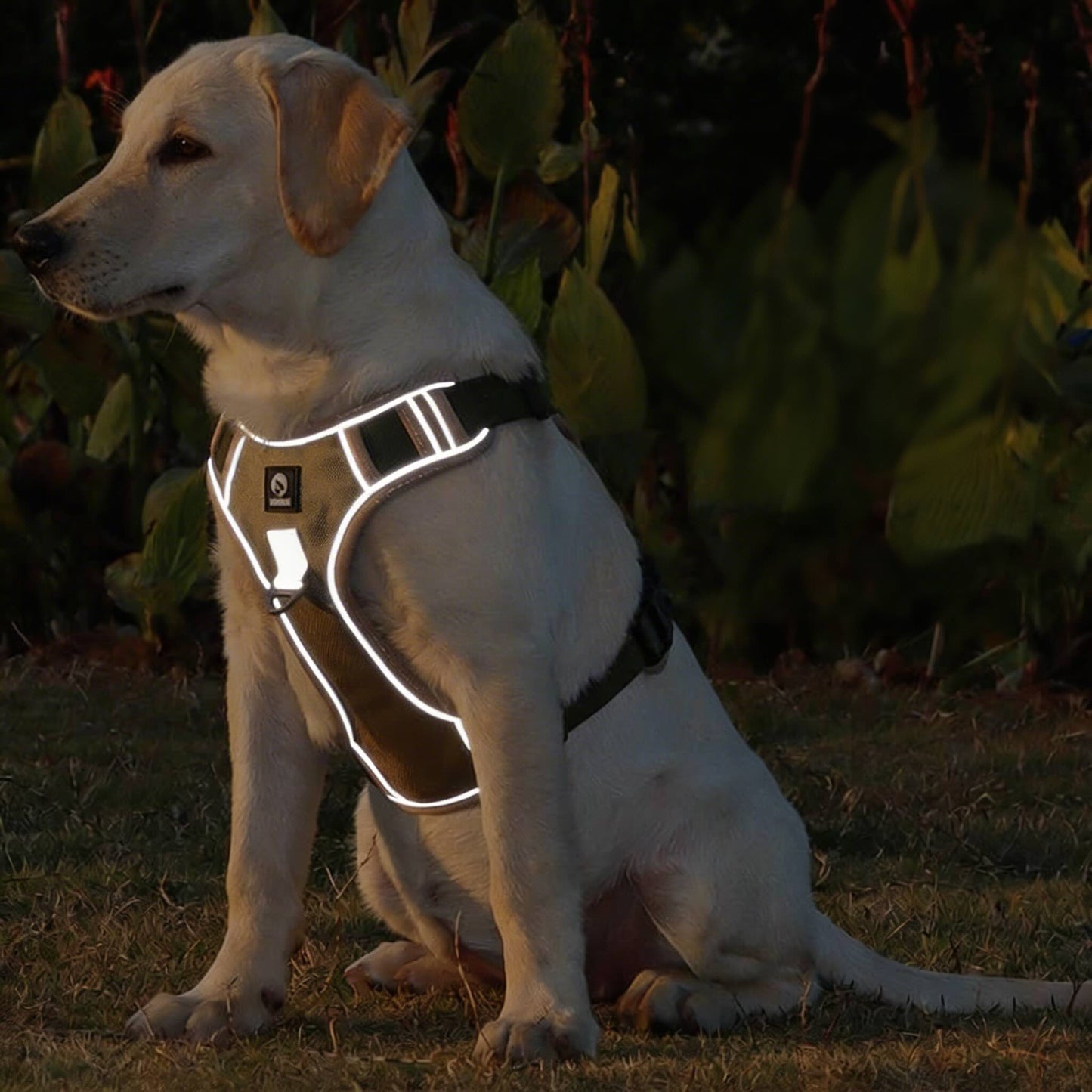 Reflective No-Pull Dog Harness Adjustable for Small Dogs