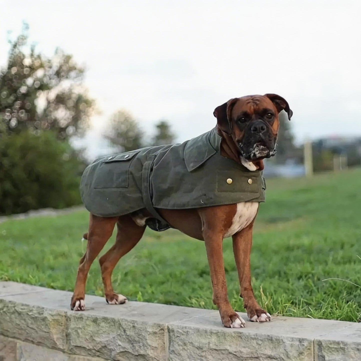 Waterproof Dog Coat Olive Oilskin Jacket with Cozy Lining and Harness