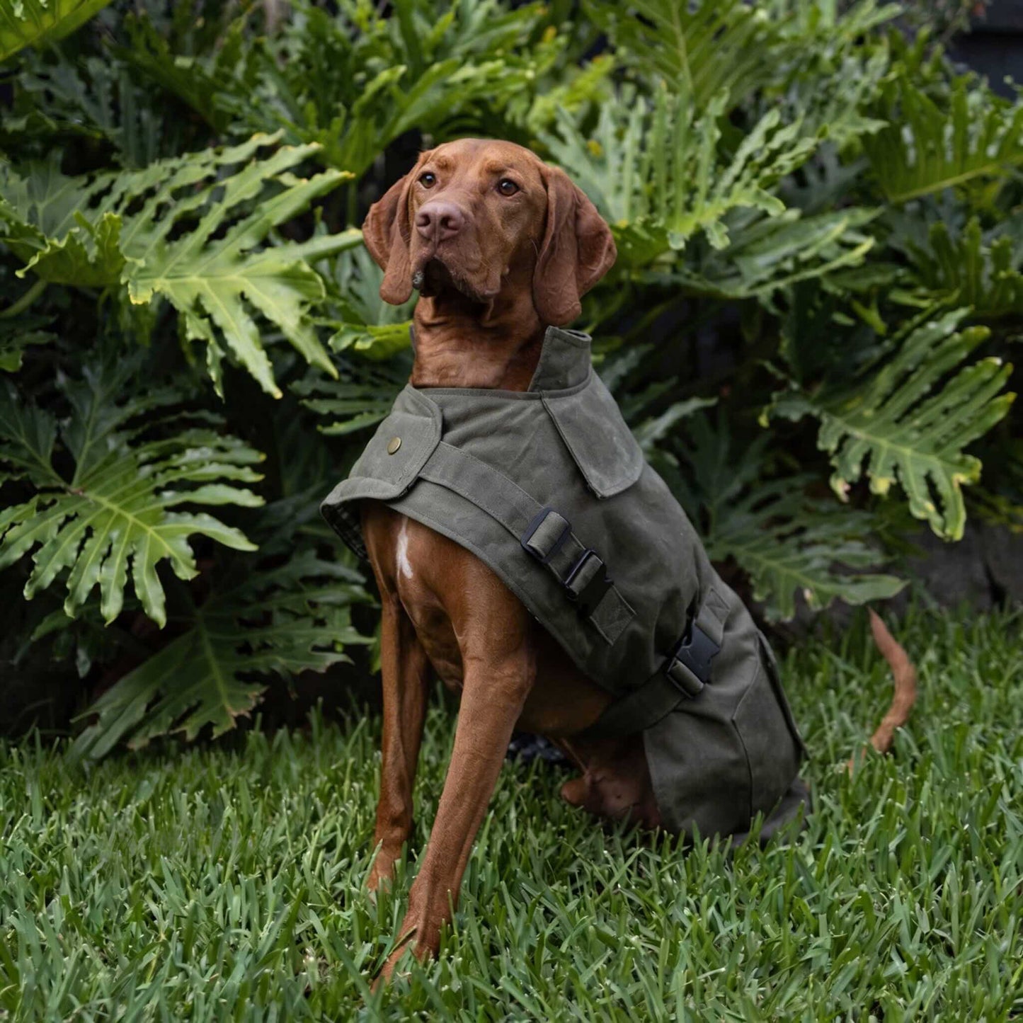 Waterproof Dog Coat Olive Oilskin Jacket with Cozy Lining and Harness
