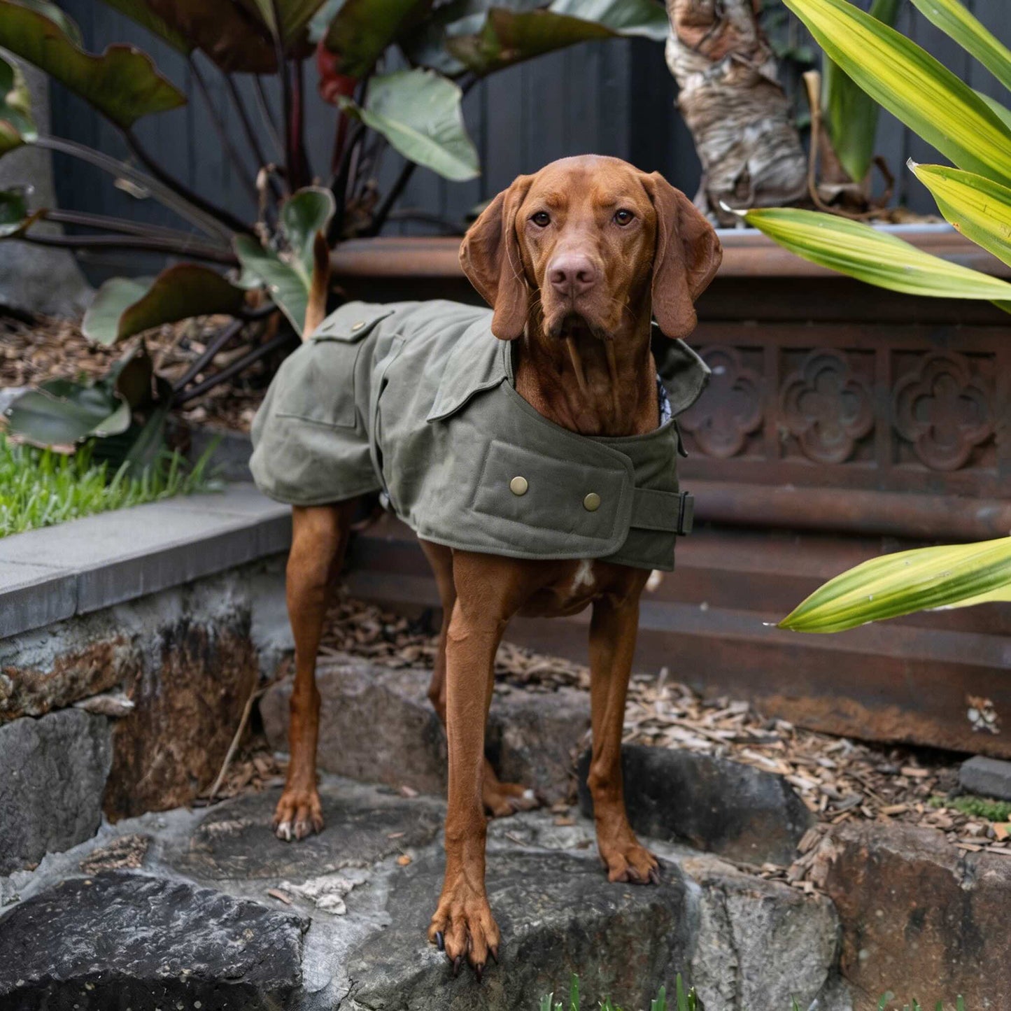 Waterproof Dog Coat Olive Oilskin Jacket with Cozy Lining and Harness